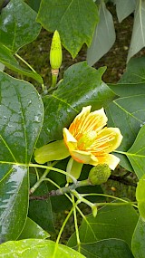 Tulpenboom - Liriodendron