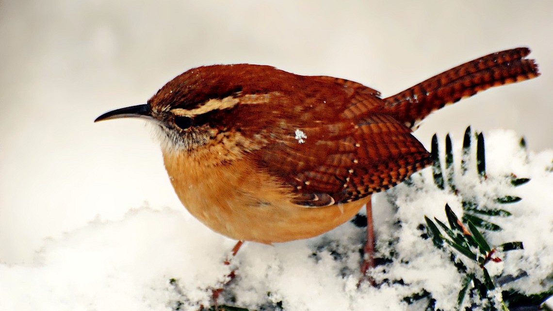 Bevolkingsexplosie bij winterkoningen