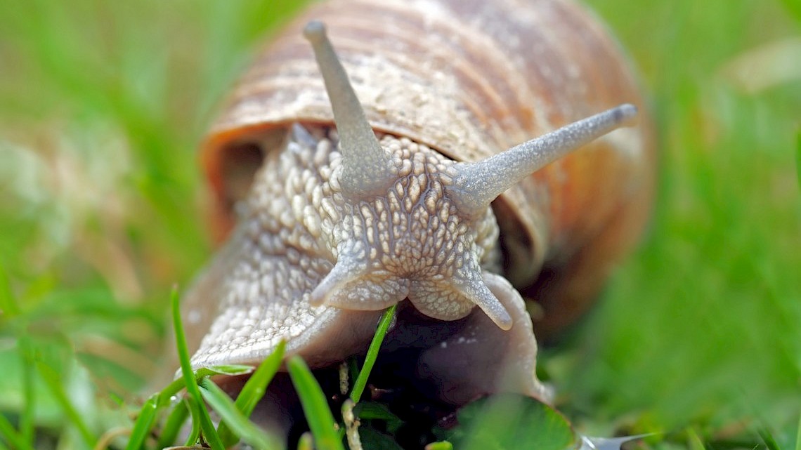 Tips tegen slakken in je tuin