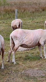 Zo aandoenlijk deze pas geschoren koukleumende schapen (geüpload door Marianne Steenbergen)