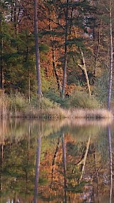 Vennetje in het Haagsebos (geüpload door Astrid)