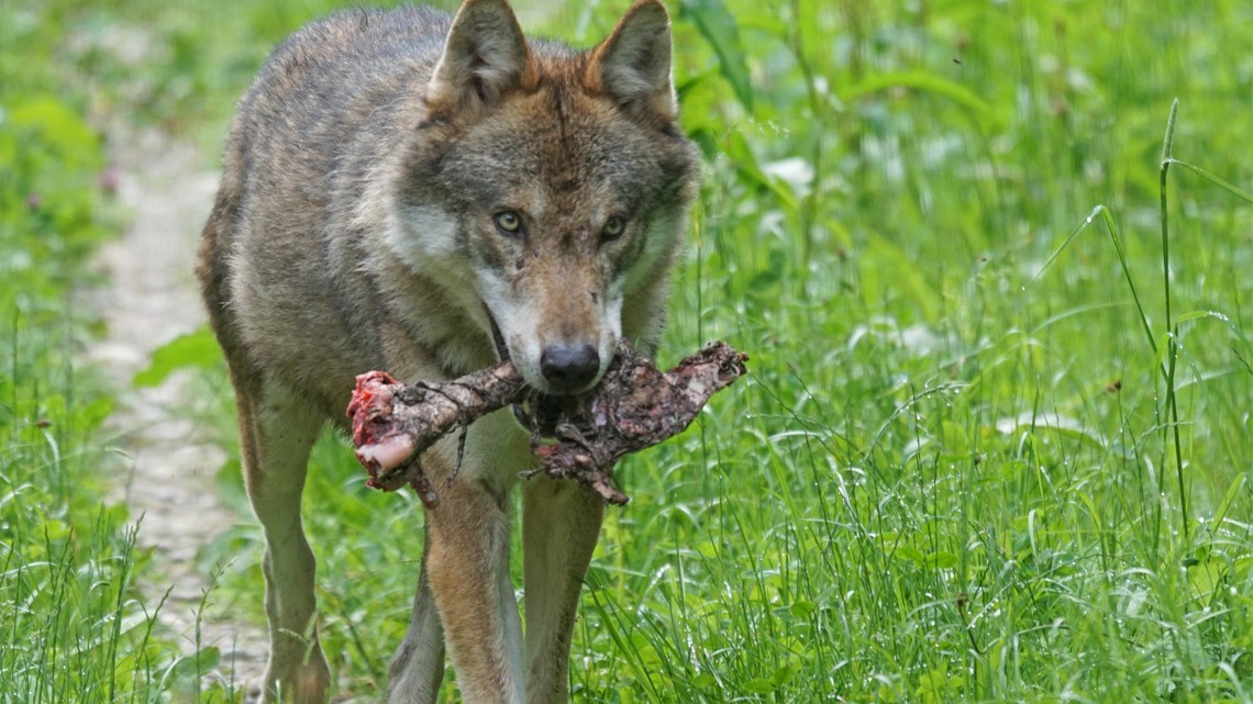 De wolf is terug