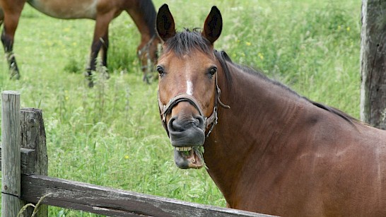 paard