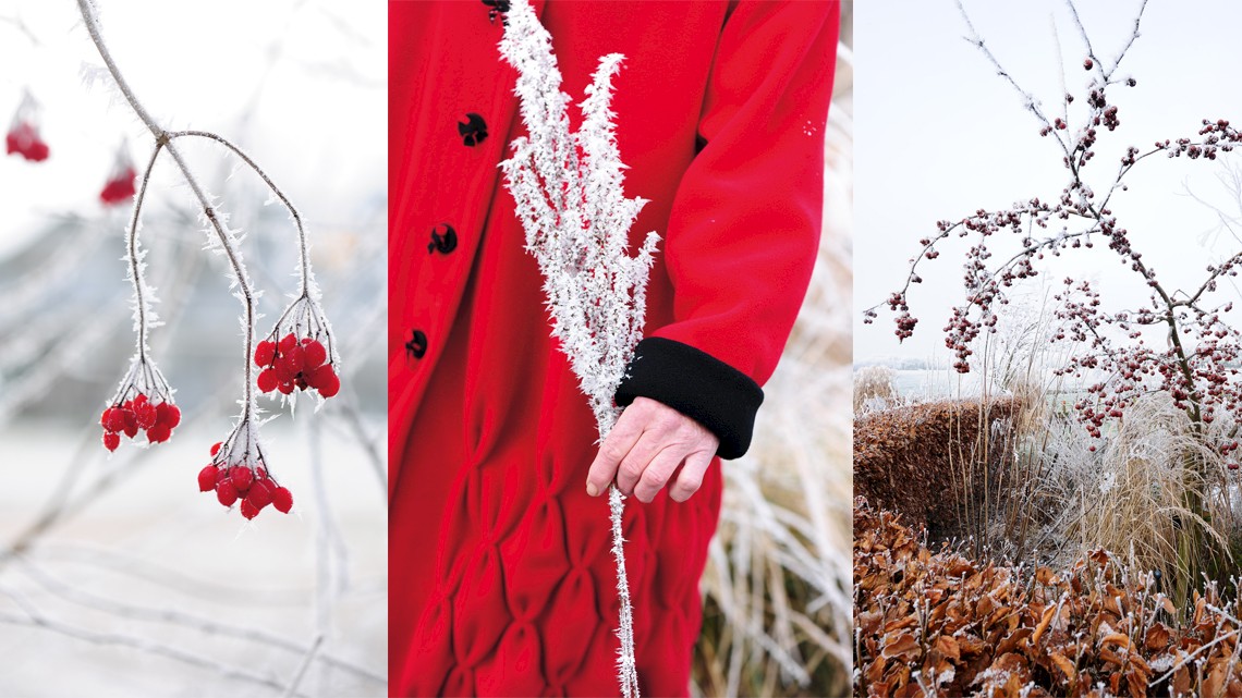 Wintertuin, vorst, rijp, rode bessen, rode appeltjes, sneeuwwitte pluimen, sneeuwwit, Hiltje Dekker, winterrust, ongerept, ongeknipt, tuin, siergras, zaaddozen, solihouetten, sierappeltjes, bottels. koning winter